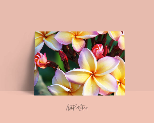 Plumeria Flower Photo Art Customized Gift Cards