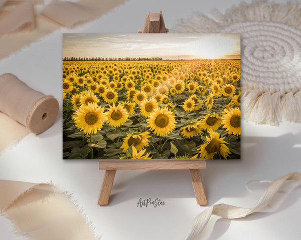 Field of Sunflowers Sunlight Landscape Custom Greeting Cards