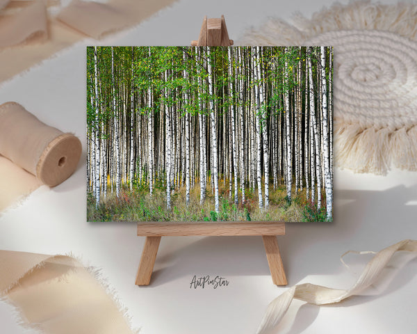 Birch Grove Trees Spring Landscape Custom Greeting Cards