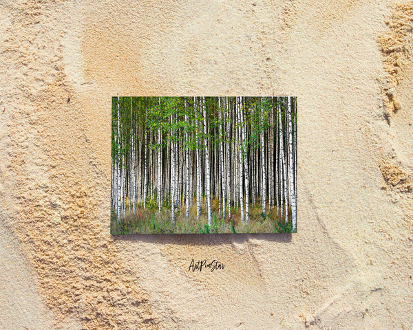Birch Grove Trees Spring Landscape Custom Greeting Cards