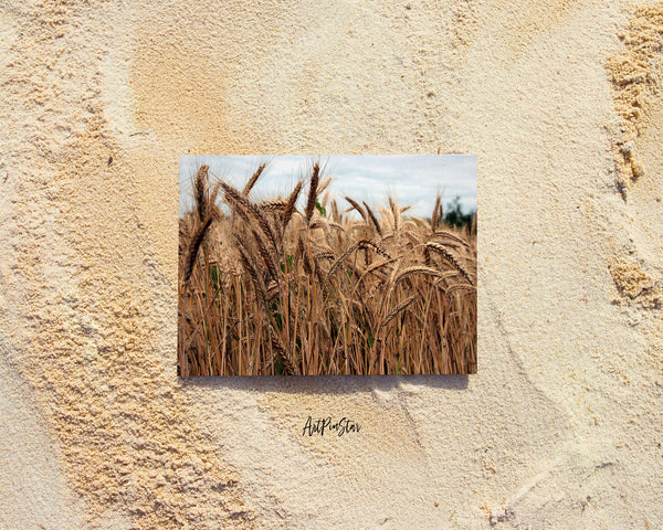 Grain Paddy Field Harvest Landscape Custom Greeting Cards