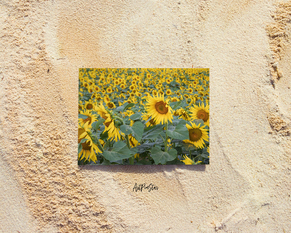 Blooming Helianthus Sunflower Spring Field Landscape Custom Greeting Cards