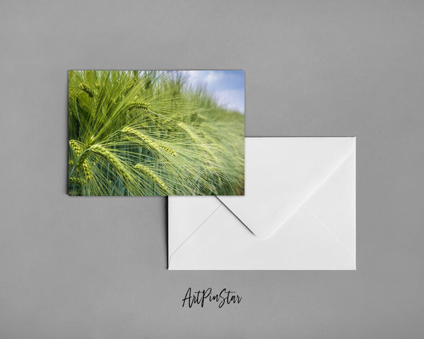 Grain Paddy Field Green Barley Landscape Custom Greeting Cards