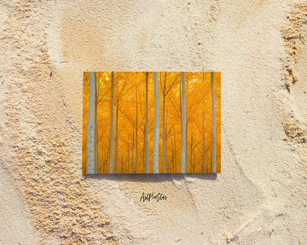 Autumn Bright Yellow Vibrant Trees Leaves Landscape Custom Greeting Cards