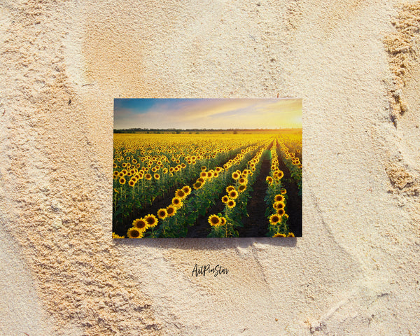 Field of Sunflowers Landscape Custom Greeting Cards