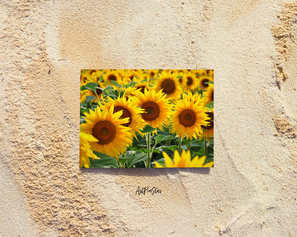 Sunflower Field Landscape Custom Greeting Cards