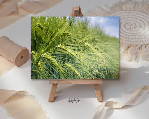 Grain Paddy Field Green Barley Landscape Custom Greeting Cards