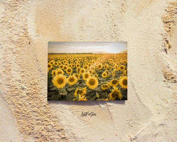 Field of Sunflowers Sunlight Landscape Custom Greeting Cards