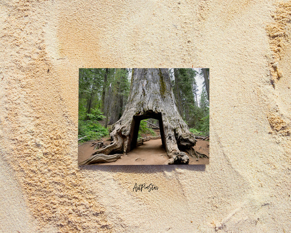 Giant Sequoia Tree Yosemite Valley National Park Landscape Custom Greeting Cards