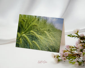 Grain Paddy Field Green Barley Landscape Custom Greeting Cards