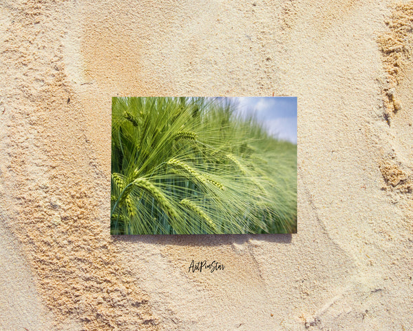 Grain Paddy Field Green Barley Landscape Custom Greeting Cards